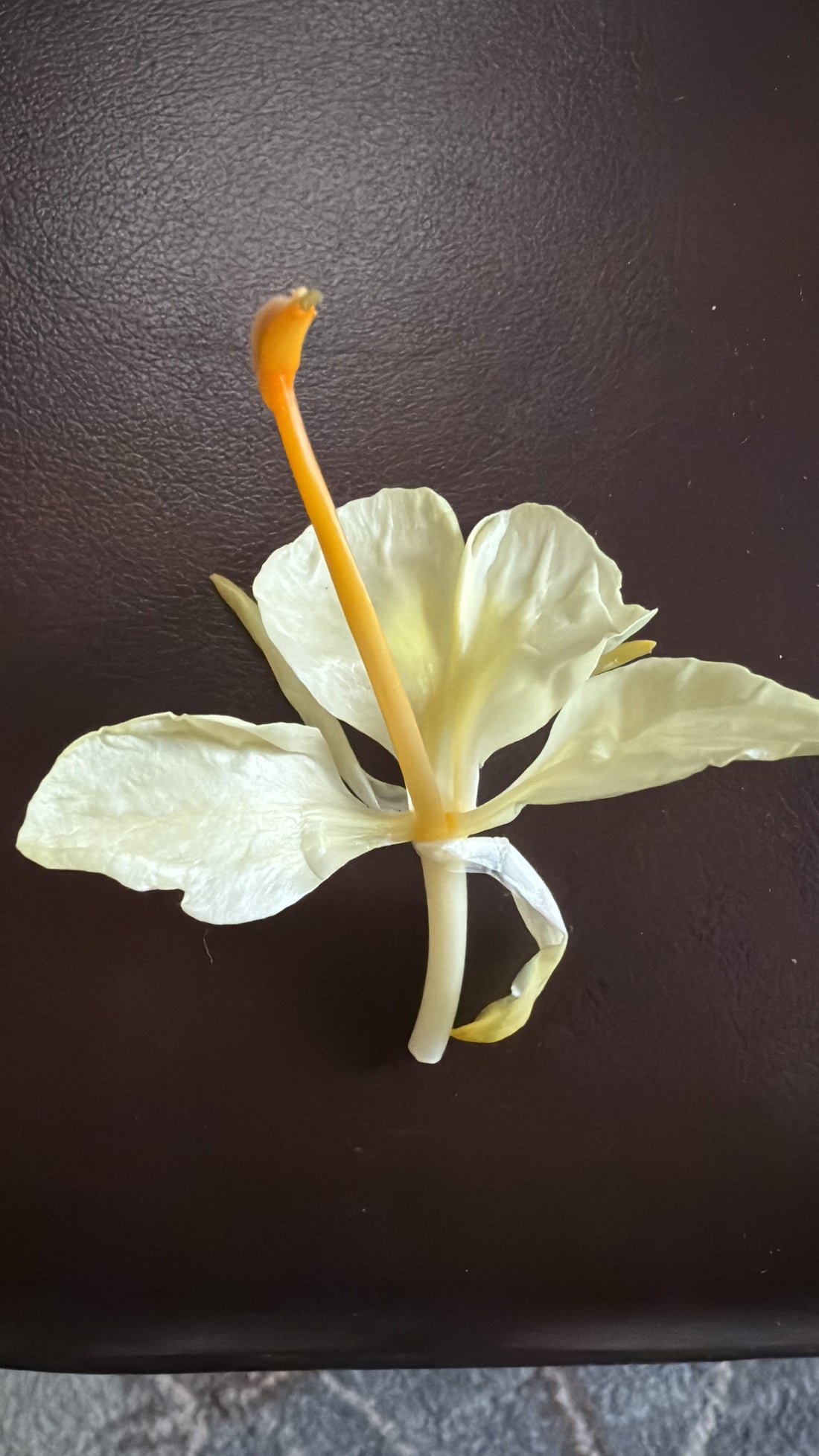 Ginger: The Root of Vitality, Balance, and Healing