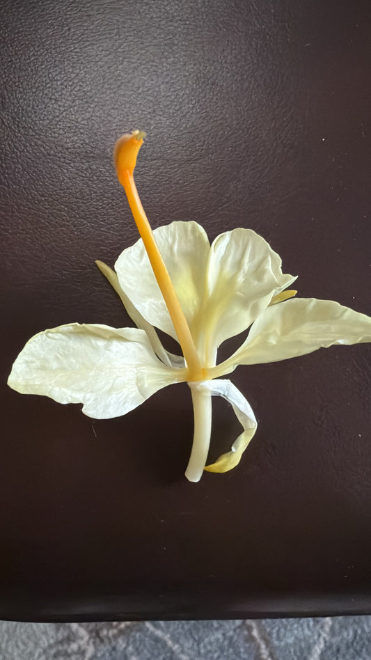 Ginger: The Root of Vitality, Balance, and Healing