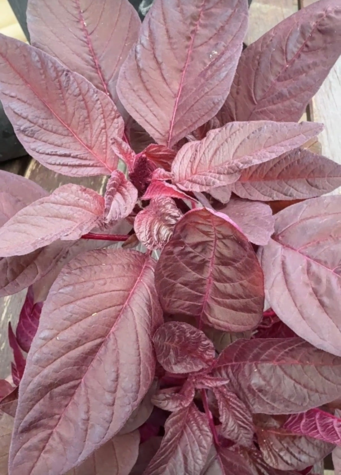 The Crimson Glow: Why Red Amaranth Leaves Are the Ultimate Skin-Clearing Superfood by Usha Nagavarapu