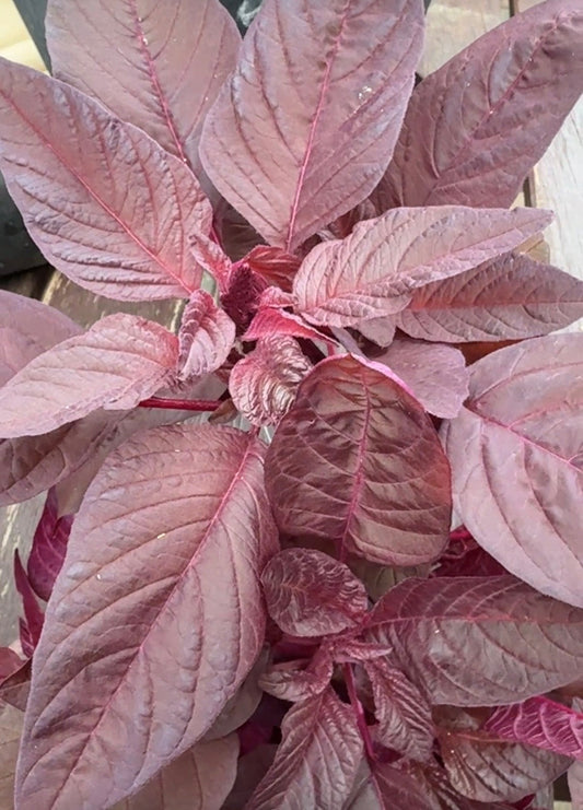 The Crimson Glow: Why Red Amaranth Leaves Are the Ultimate Skin-Clearing Superfood by Usha Nagavarapu