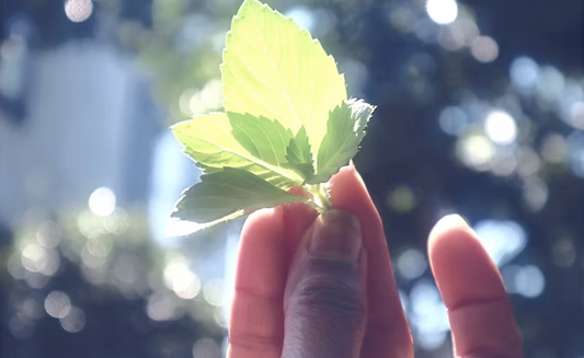 Primary Ayurvedic Consultation